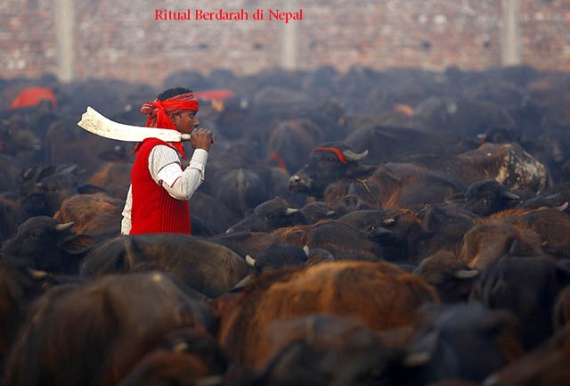 Mengenal Ritual Berdarah di Nepal